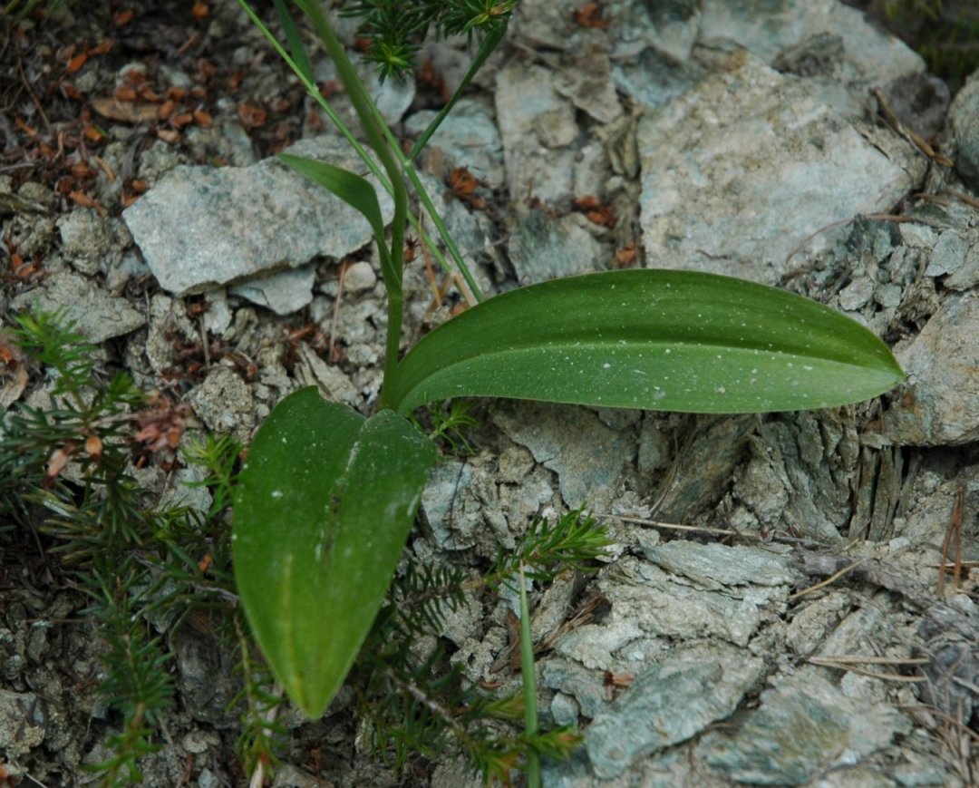 Platanthera chloranta o bifolia?